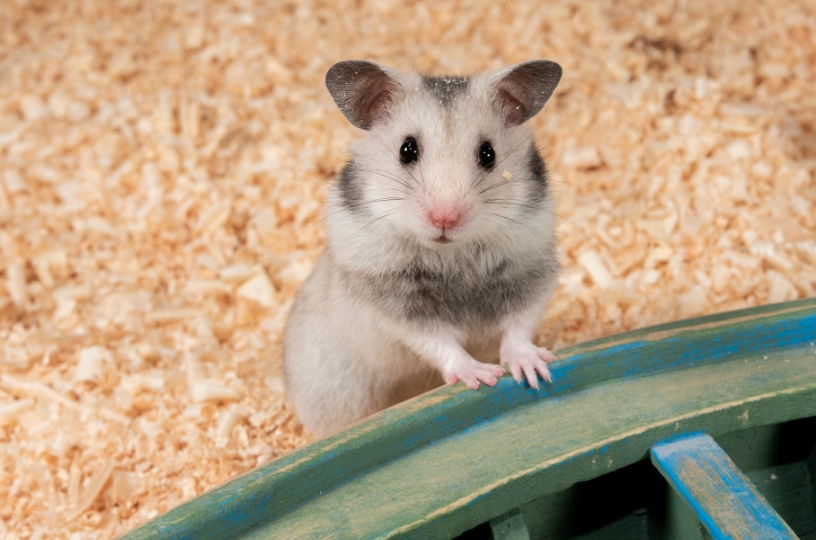 その他げっ歯類